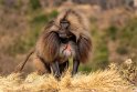 154 Simien Mountains, gelada